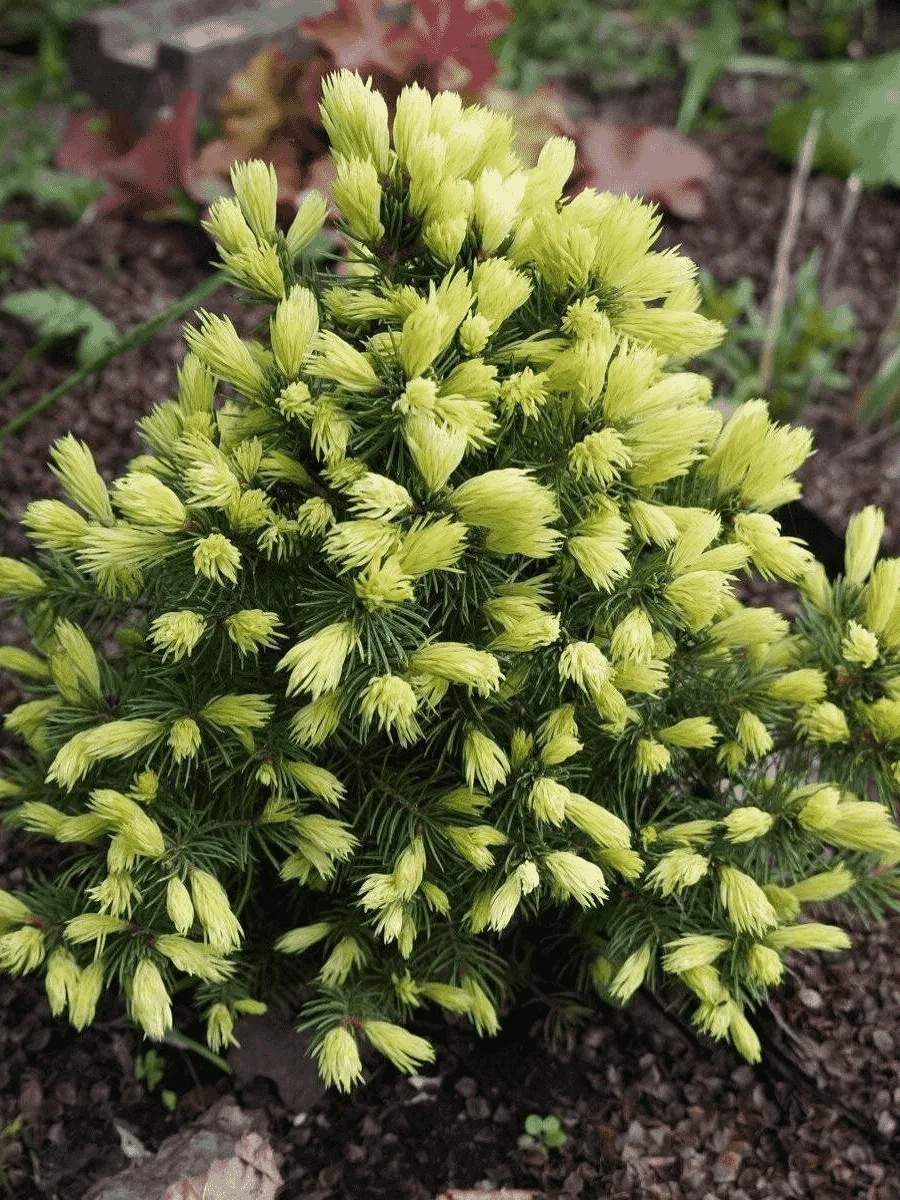 Ель канадская Rainbow's Еnd Ель канадская Rainbow's Еnd