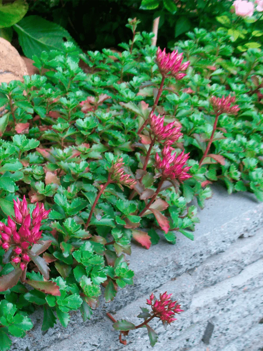 Очиток ложный  Splendens