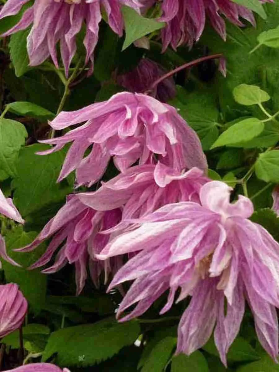 Клематис Pink Dream Клематис Pink Dream