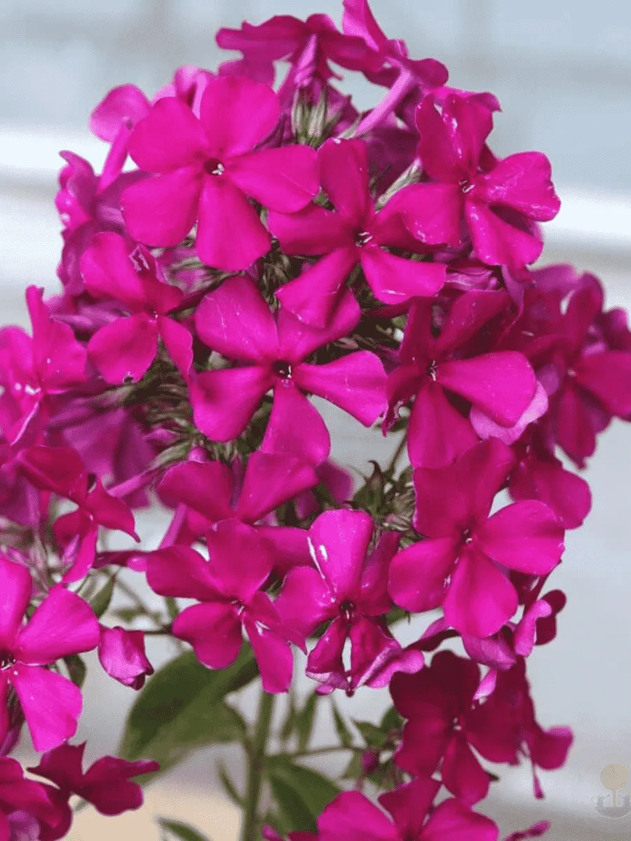 Флокс метельчатый Пурпурная Малышка