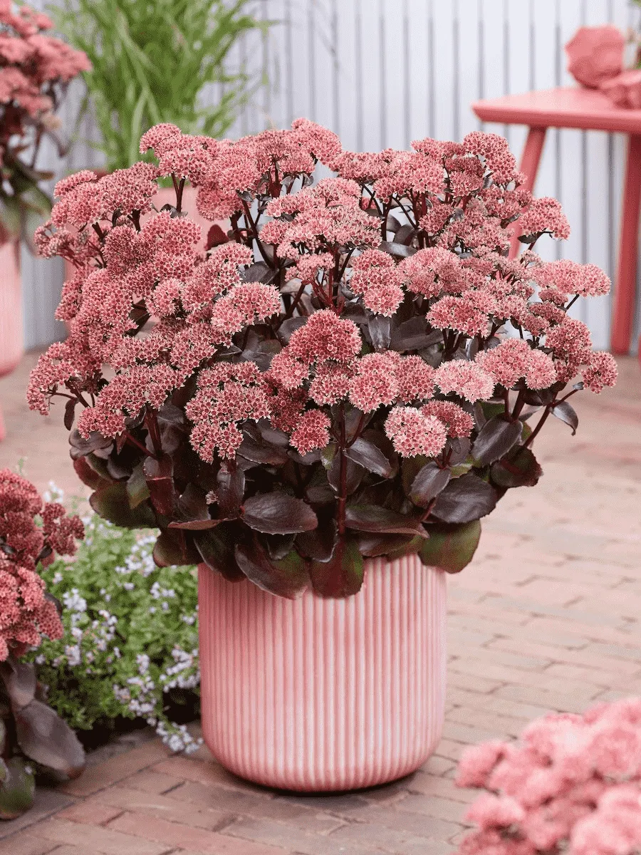 Очиток Black Knight