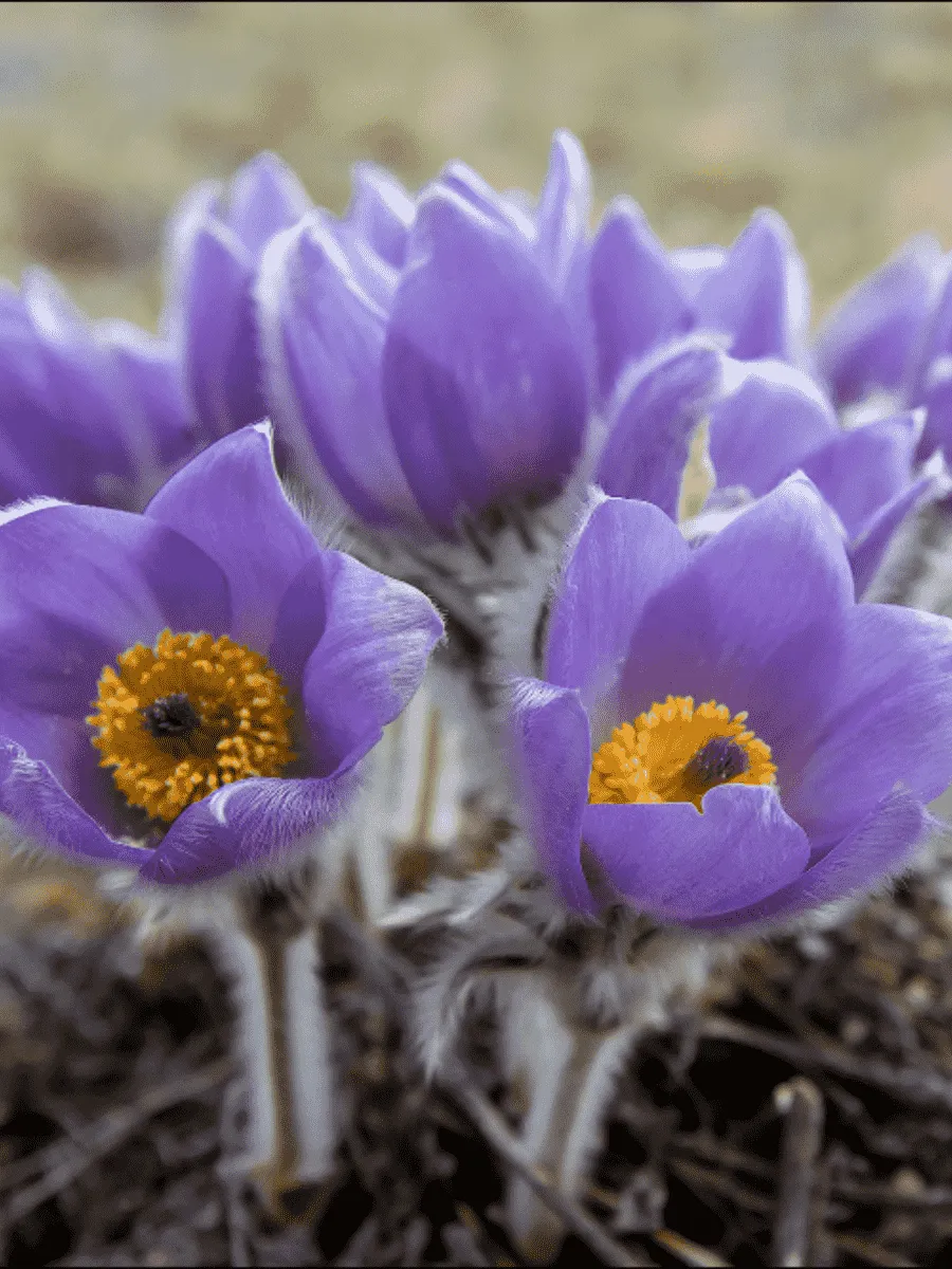Прострел весенний Прострел весенний