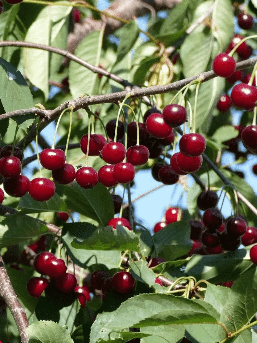 Черешня Тютчевка