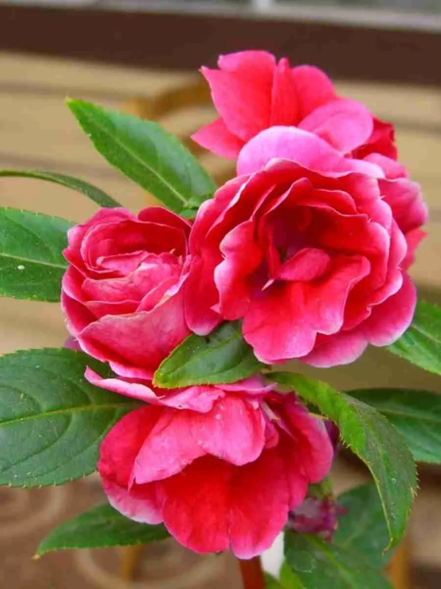 Бальзамин Бальзамин