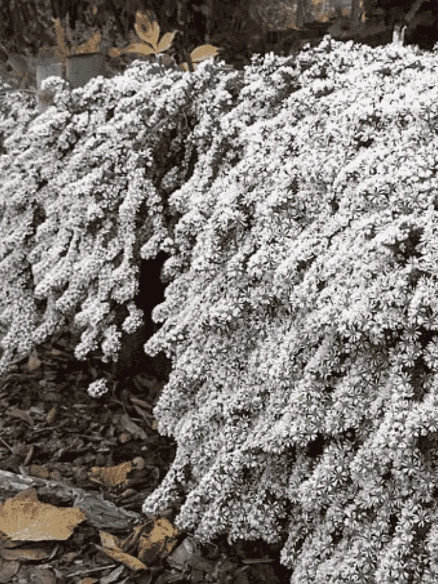 Астра вересковая Snow Flurry