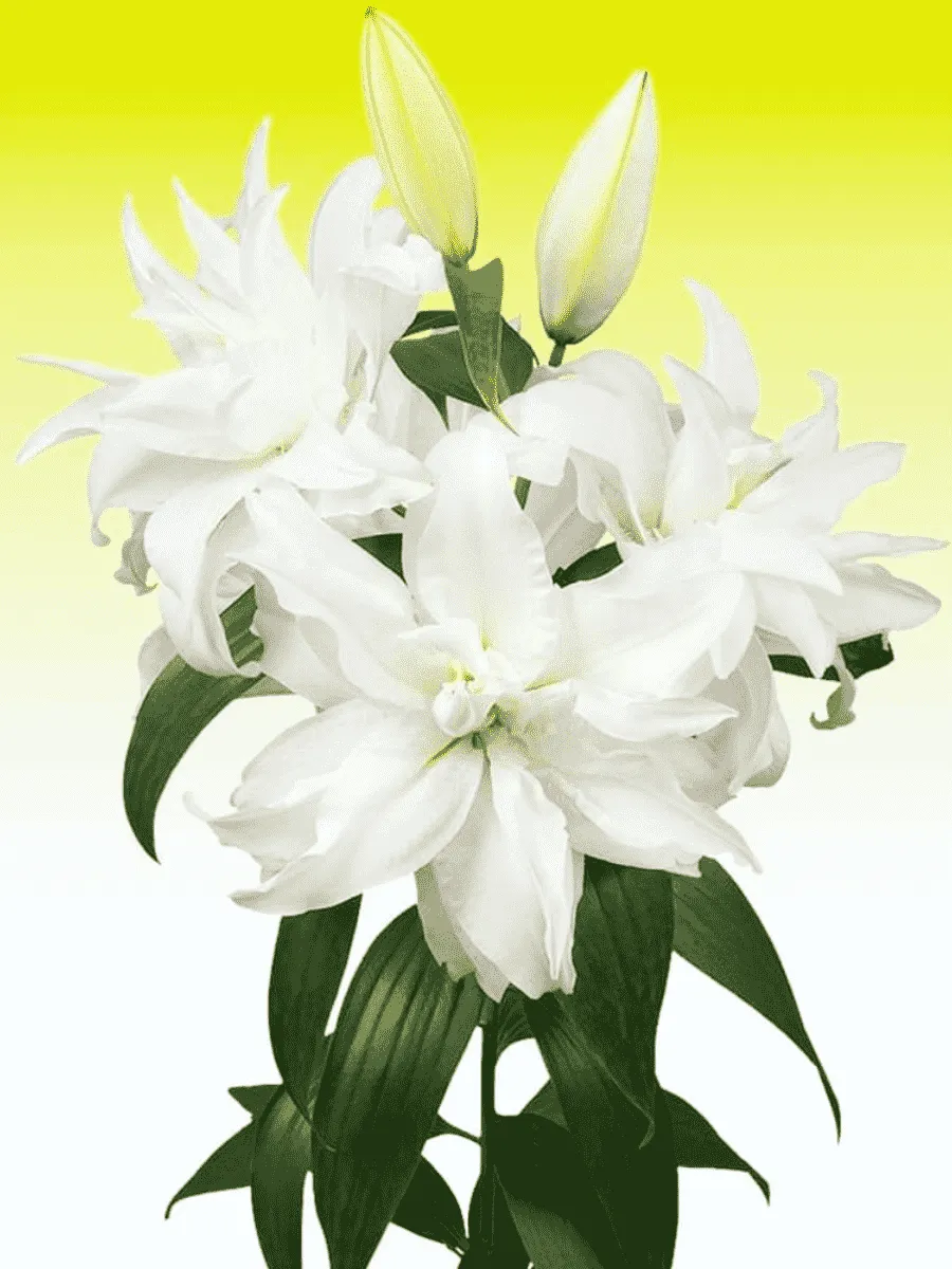 Лилия Roselily Monica