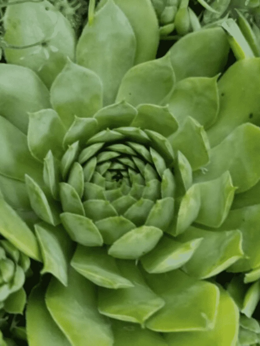 Молодило гибридное Weberianum