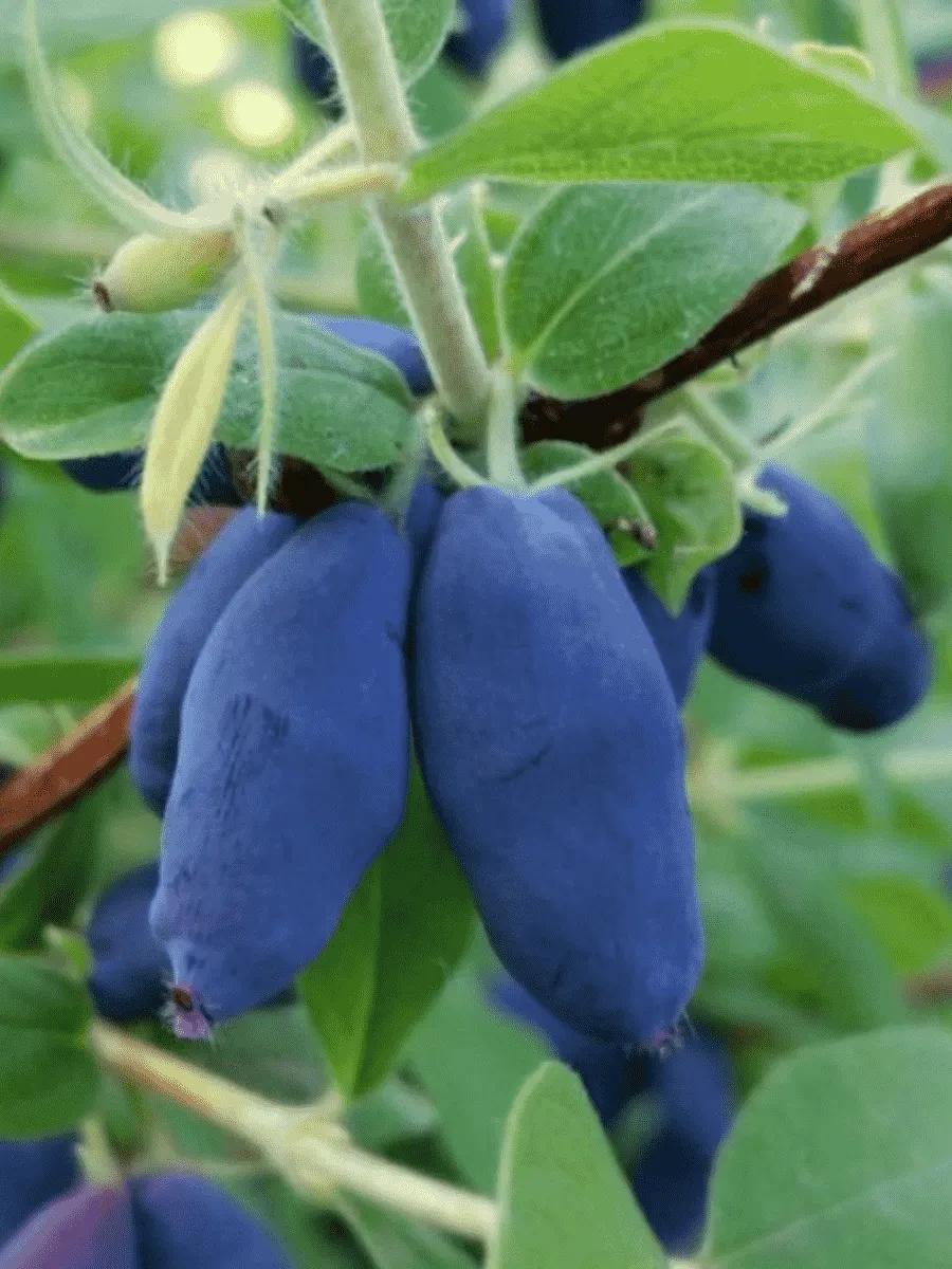 Жимолость плодовая Rocsana Жимолость плодовая Rocsana