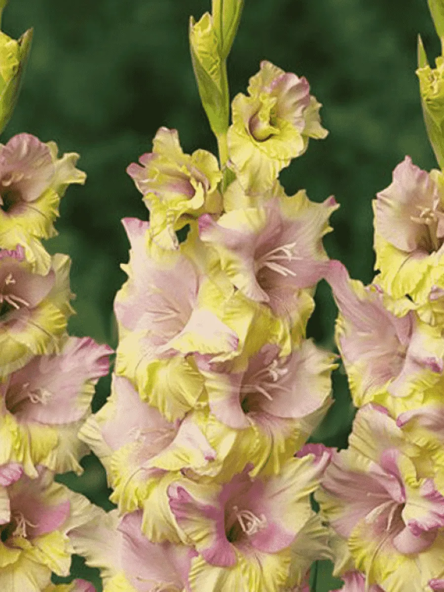 Гладиолус Mon Amour