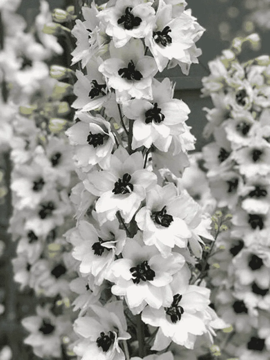 Дельфиниум  культурный M. F. White Dark Bee Дельфиниум  культурный M. F. White Dark Bee