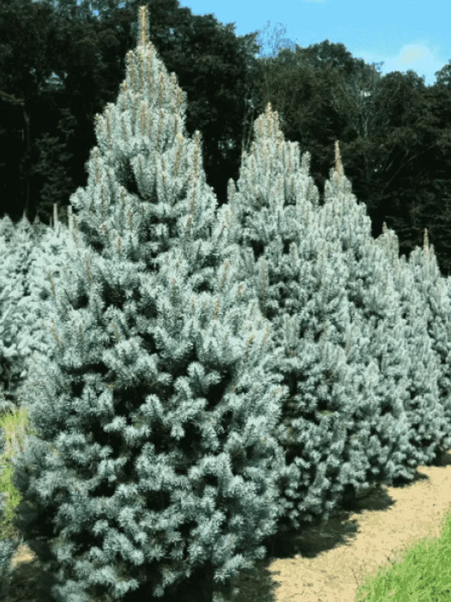 Ель колючая Iseli Fastigiate Ель колючая Iseli Fastigiate