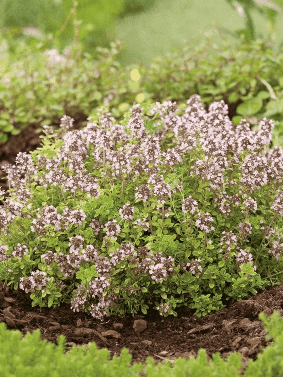 Тимьян обыкновенный Аureum