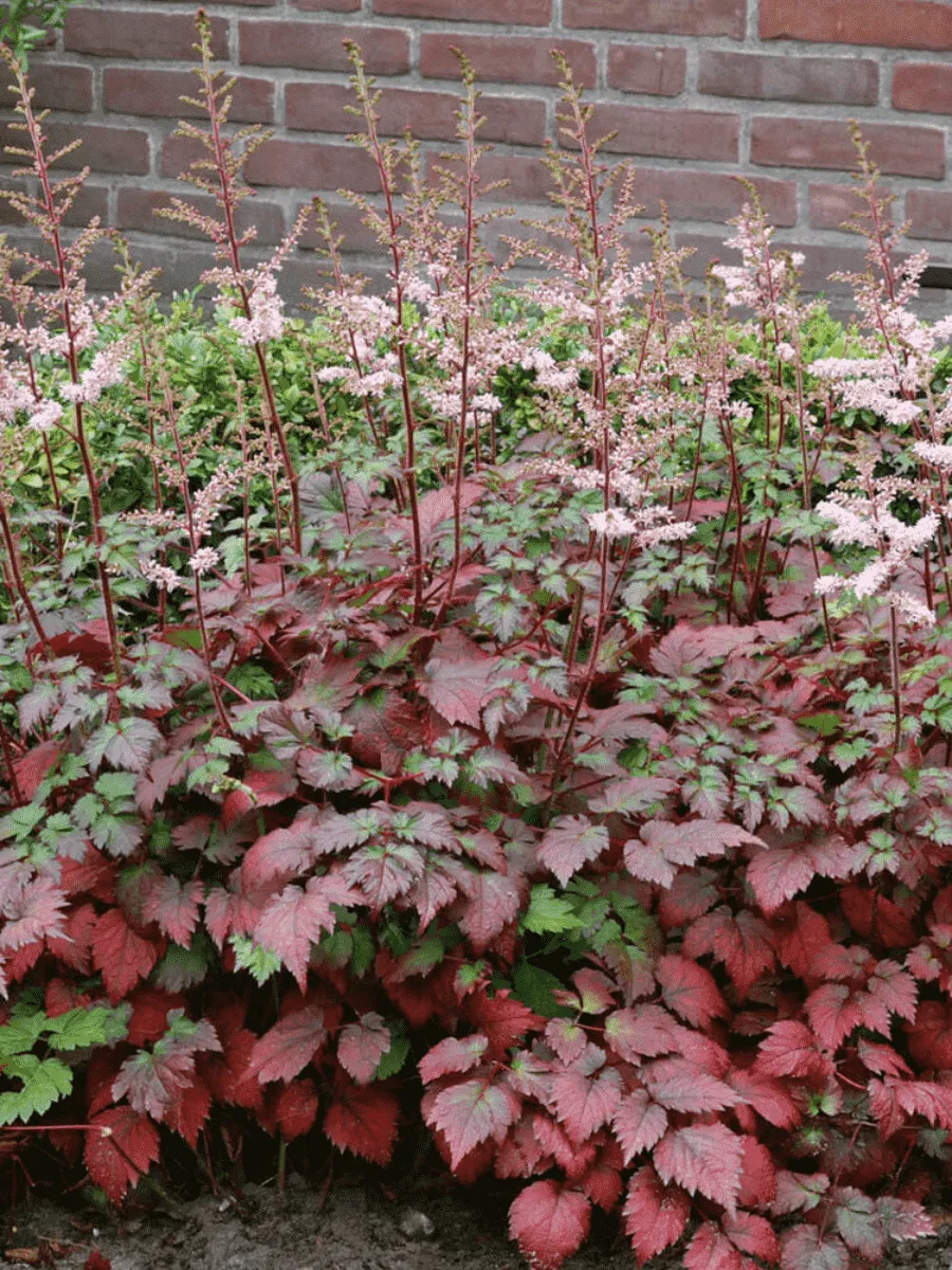 Астильба китайская Color Flash