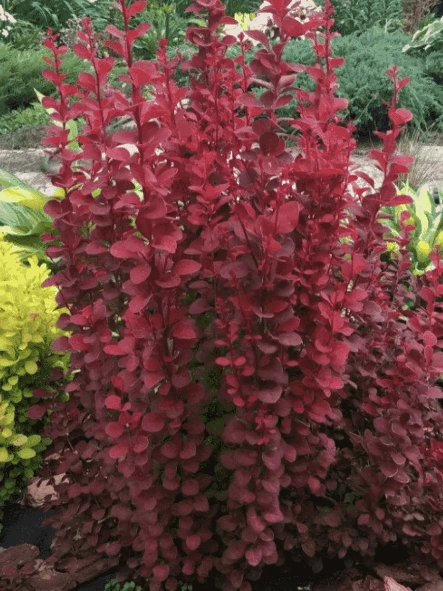 Барбарис Тунберга Red Rocket Барбарис Тунберга Red Rocket