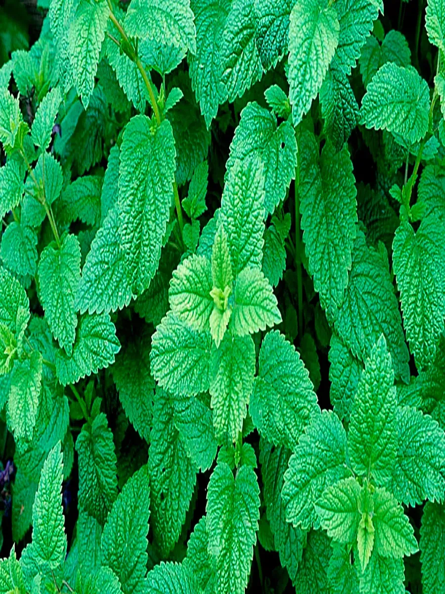 Мелисса лекарственная Кадриль