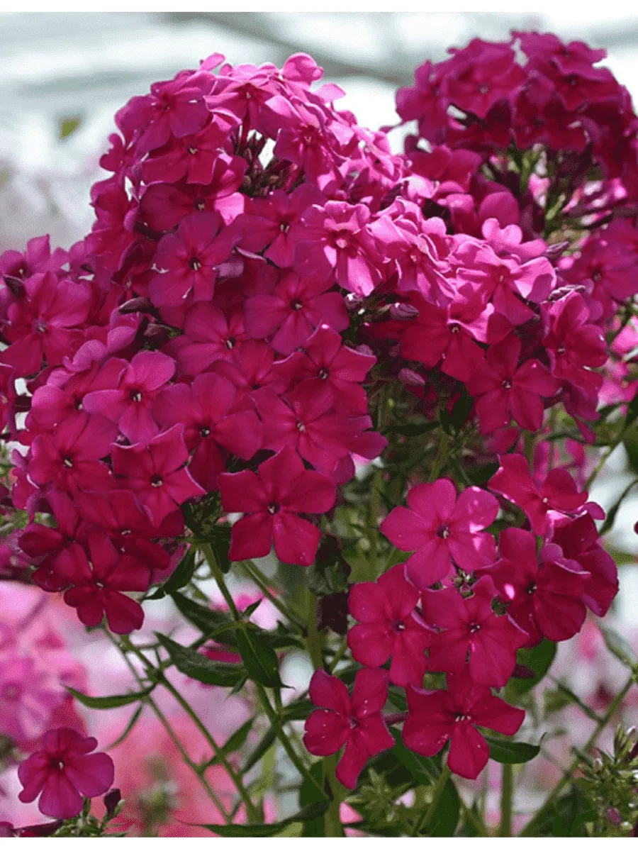 Флокс метельчатый Граф Вишня