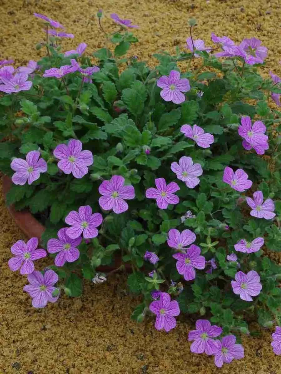 Аистник Аистник