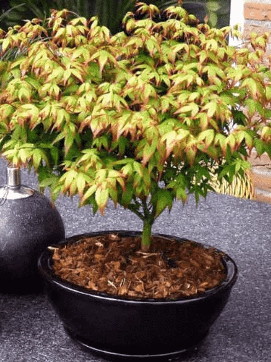 Клен веерный Little Princess