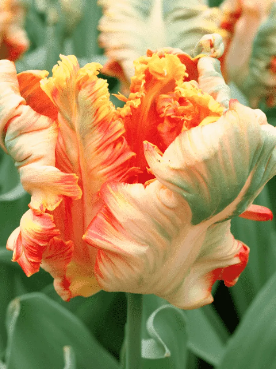 Тюльпан попугайный Parrot King