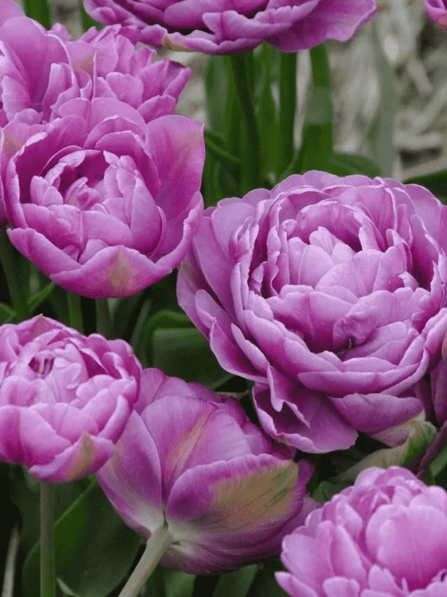 Тюльпан Махровый Lilac Perfection