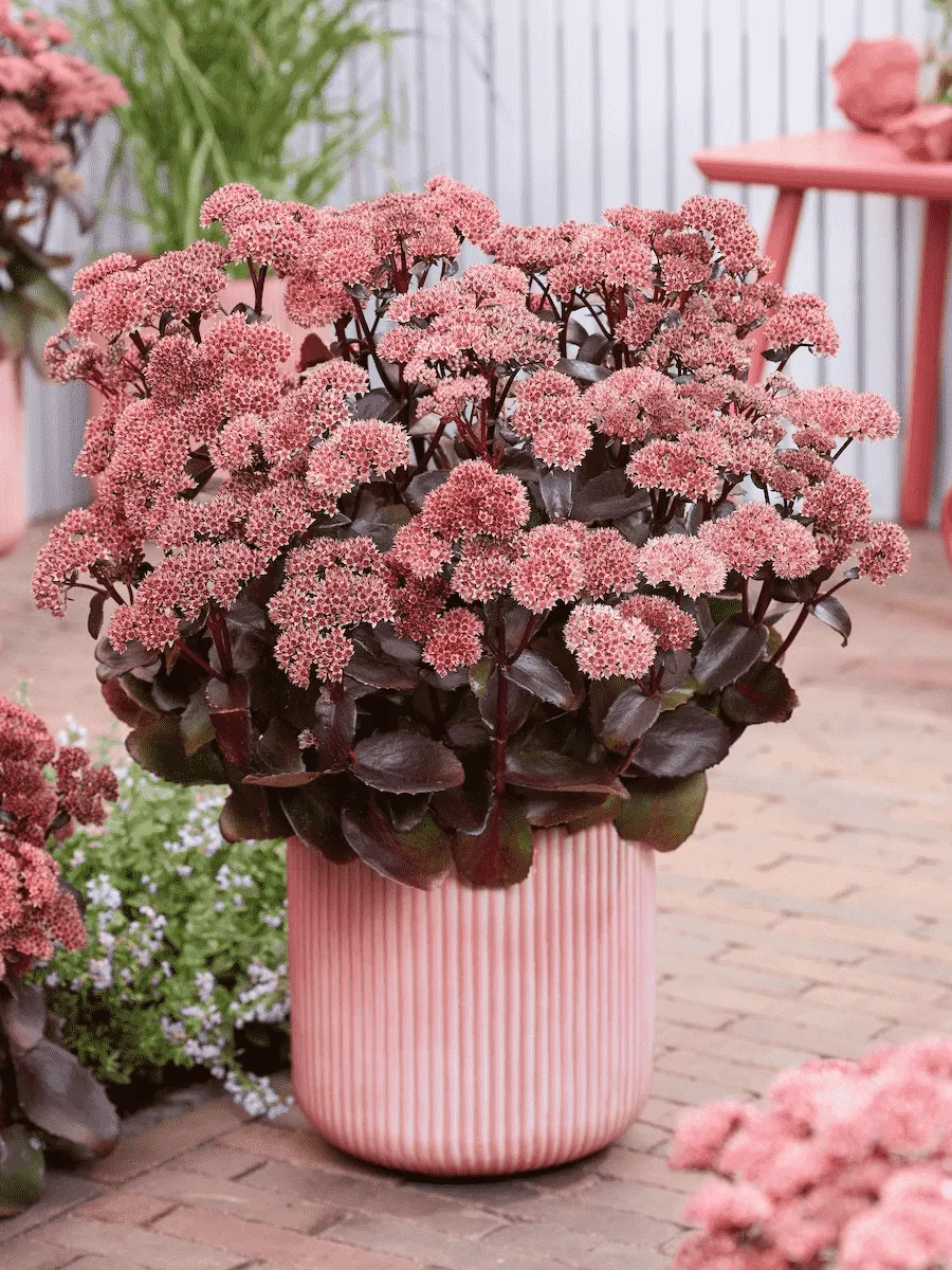 Очиток Black Knight