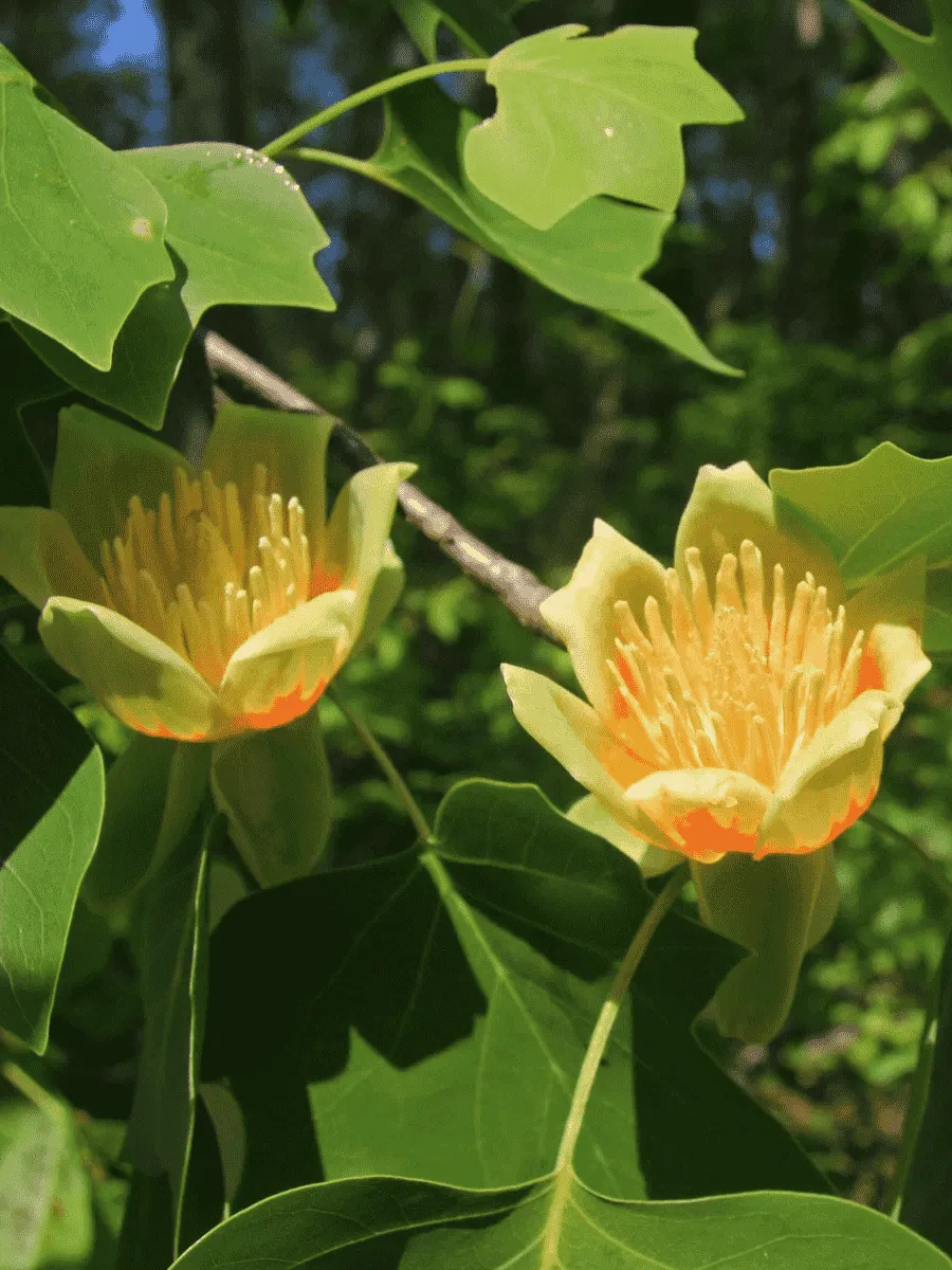 Лириодендрон тюльпановый Лириодендрон тюльпановый