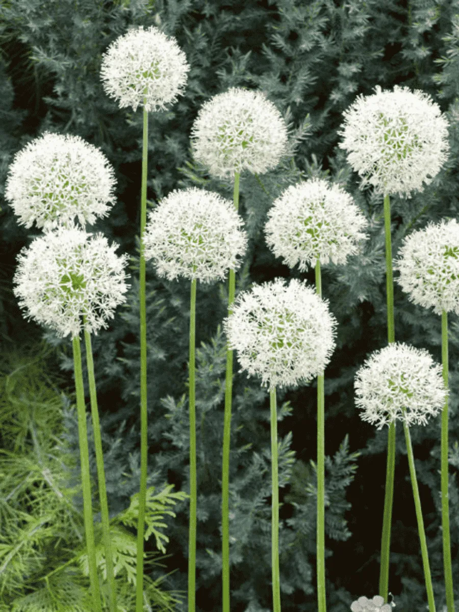 Лук декоративный Mount Everest Лук декоративный Mount Everest