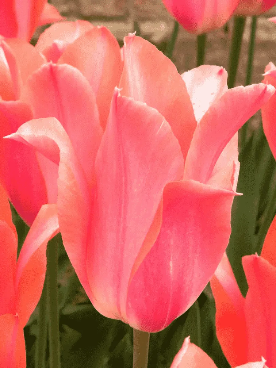 Тюльпан Перестройка