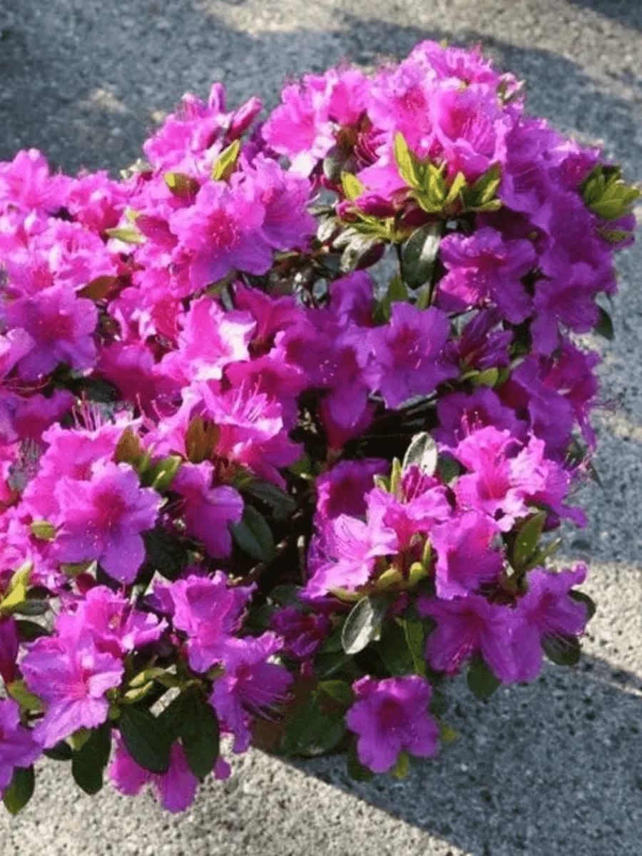 Рододендрон тупой Königstein