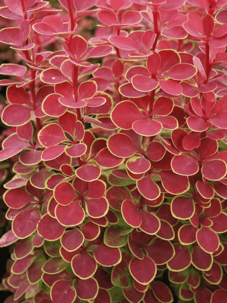 Барбарис Тунберга Orange Sunrise Барбарис Тунберга Orange Sunrise