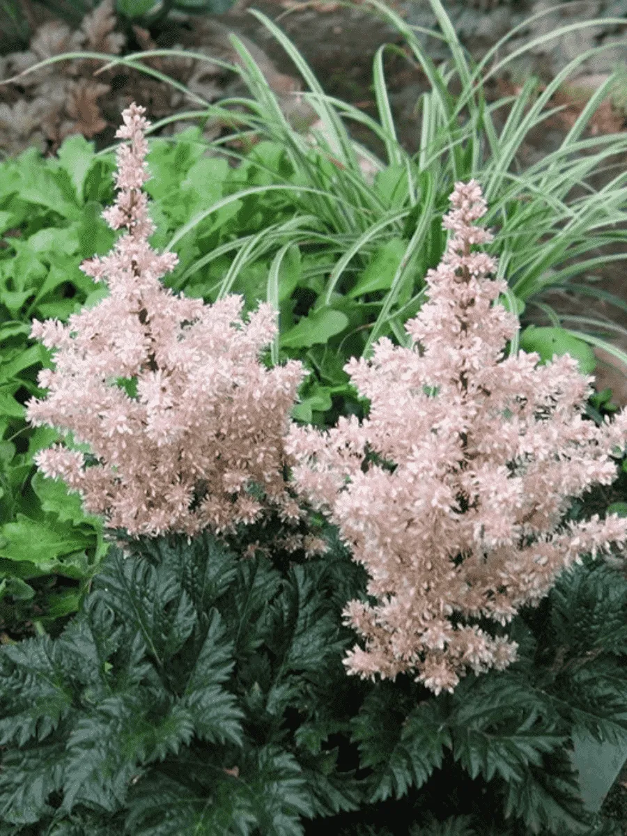 Астильба курчавая Lilliput