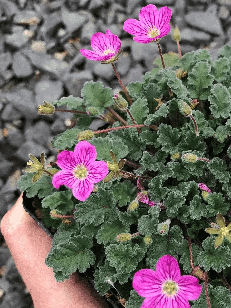 Аистник изменчивый Manescavii