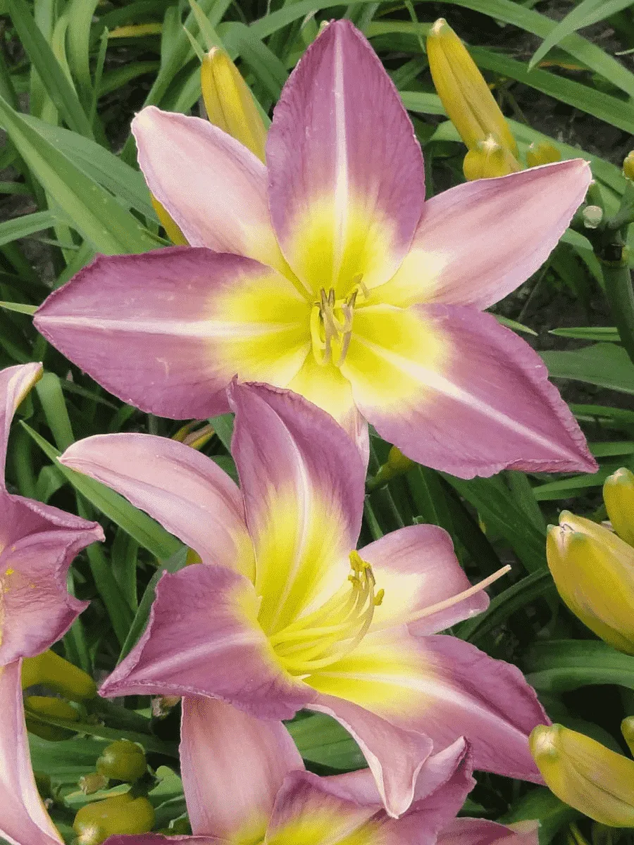 Лилейник Nile Crane