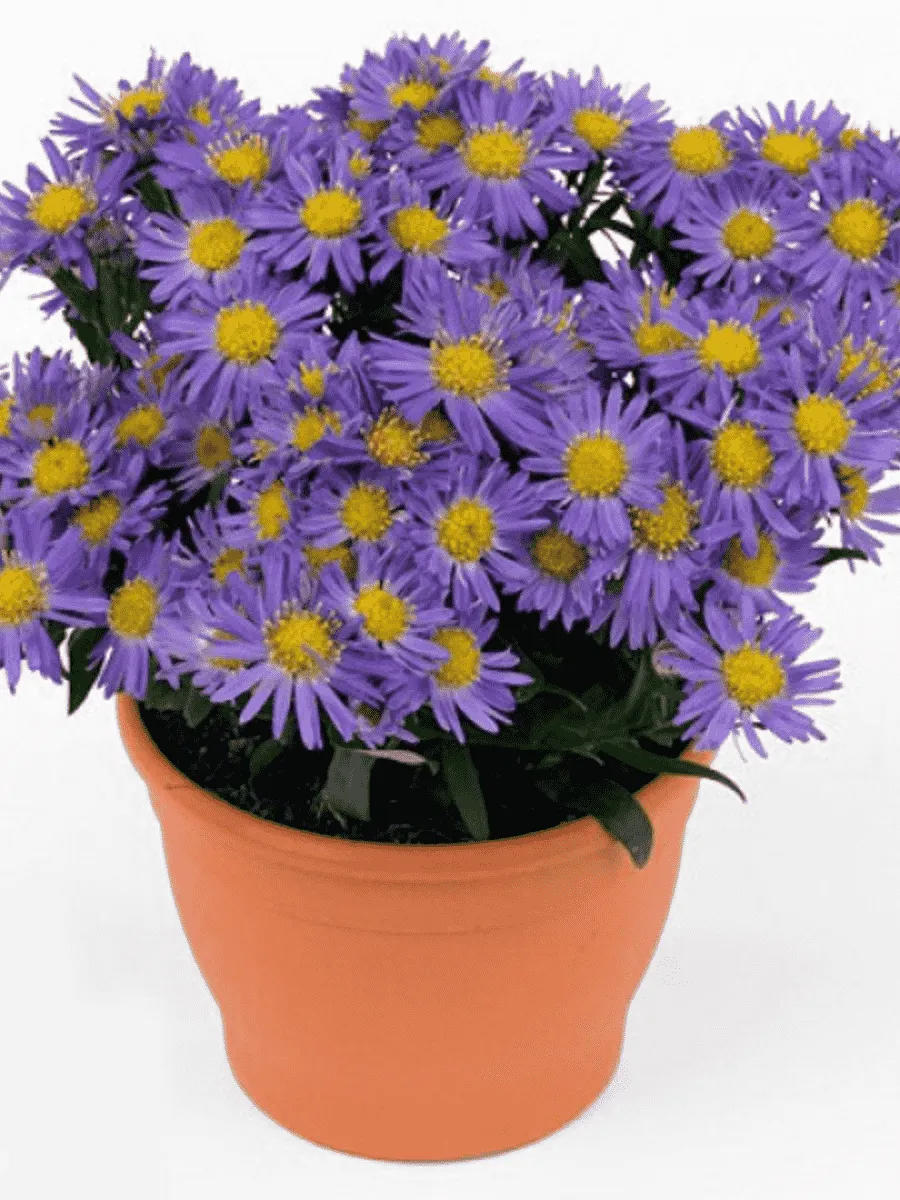 Астра Ново-бельгийская Magic Blue