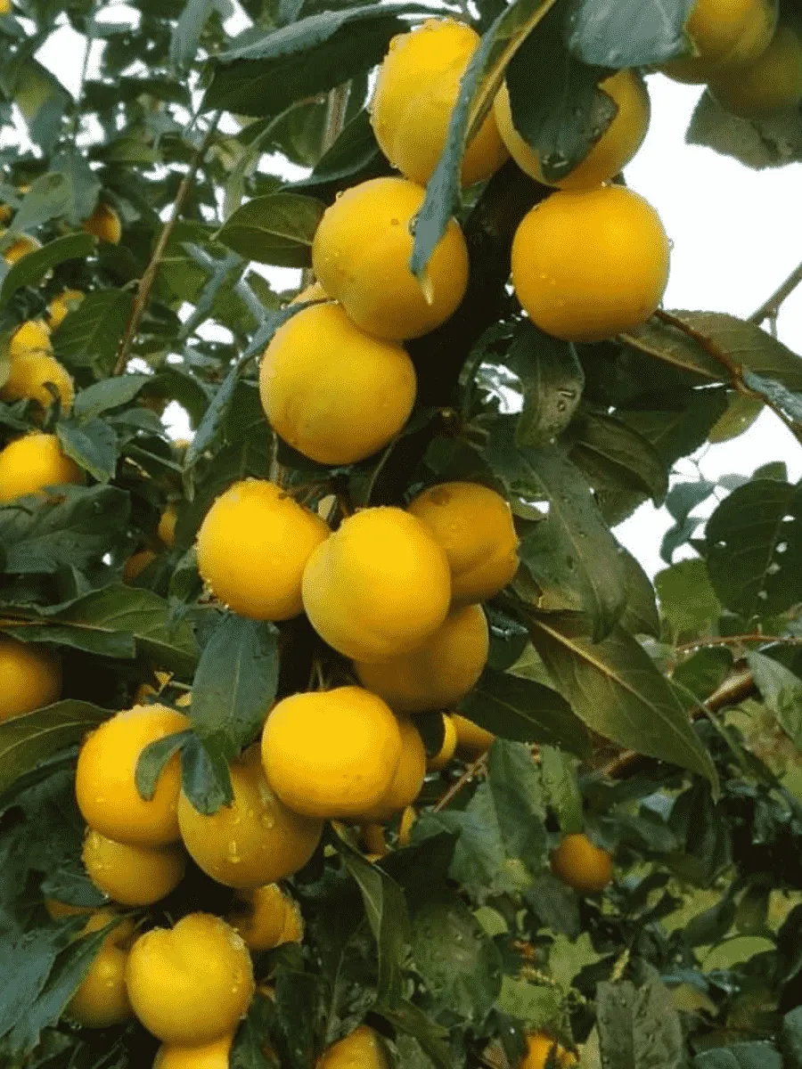 Алыча гибридная Лодва Алыча гибридная Лодва