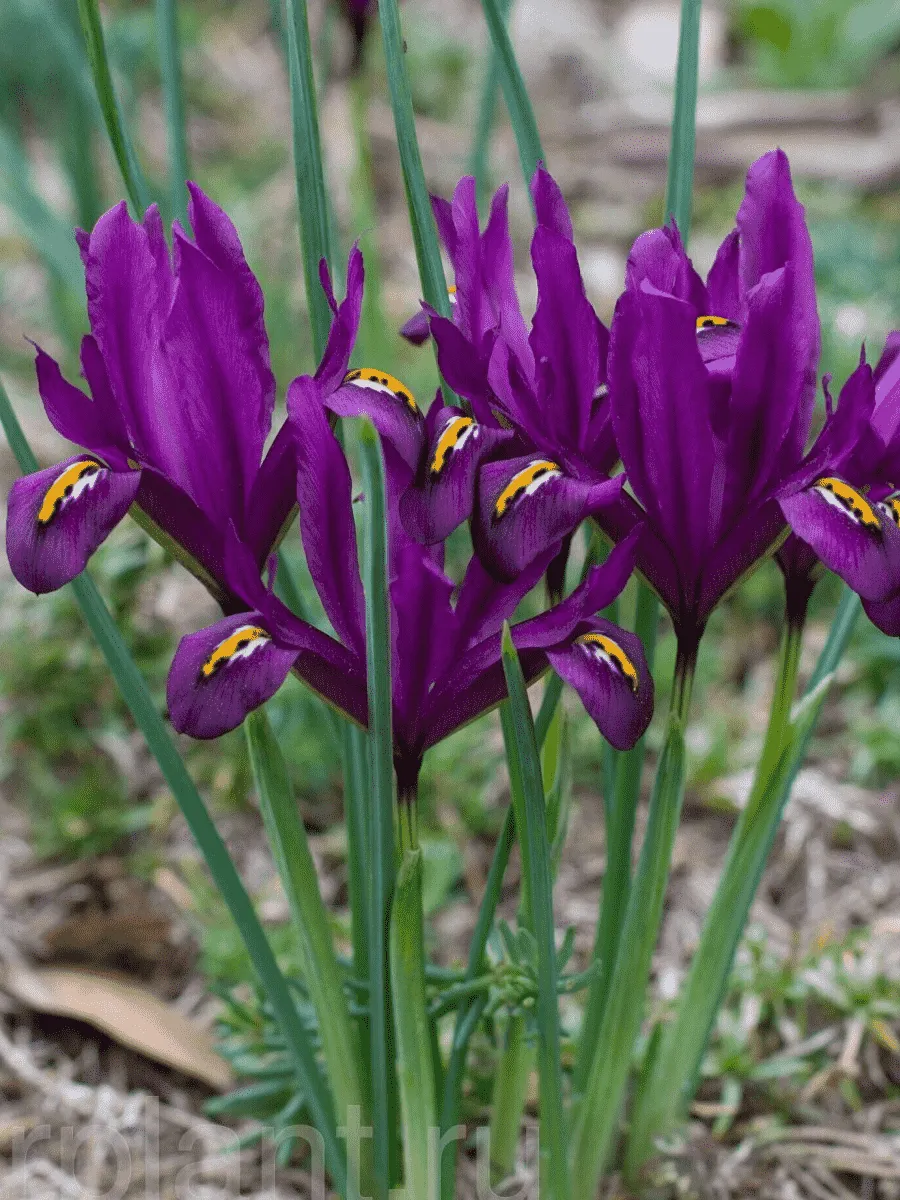 Ирис сетчатый J.S Dijt