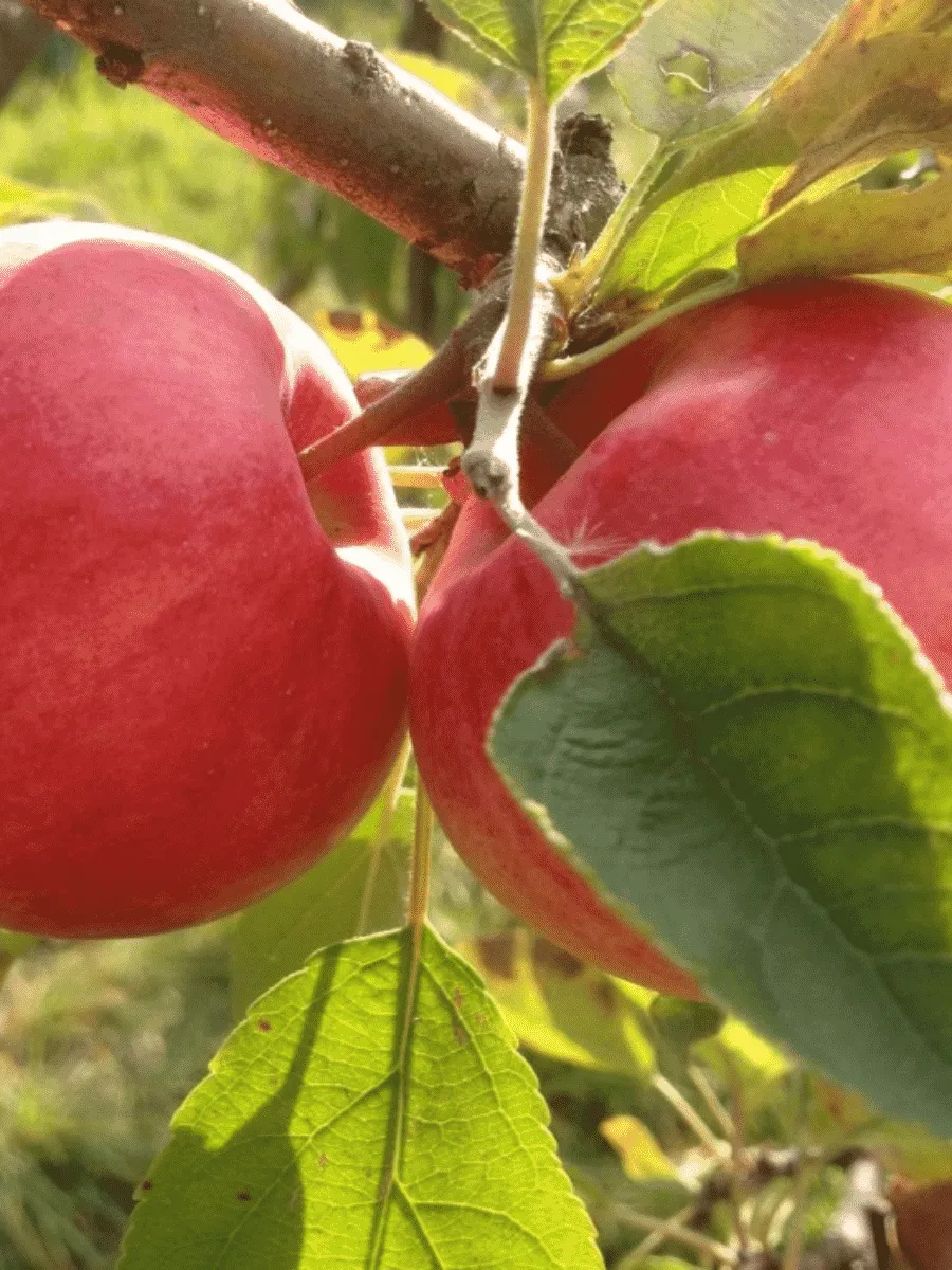 Яблоня Флагман