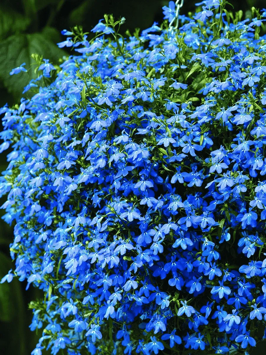 Лобелия синяя