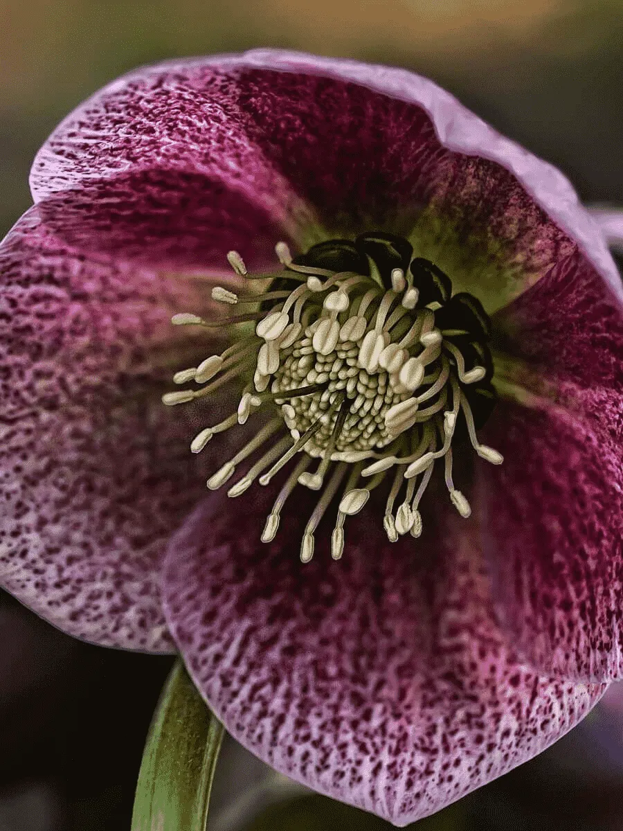 Морозник восточный Red Spotted