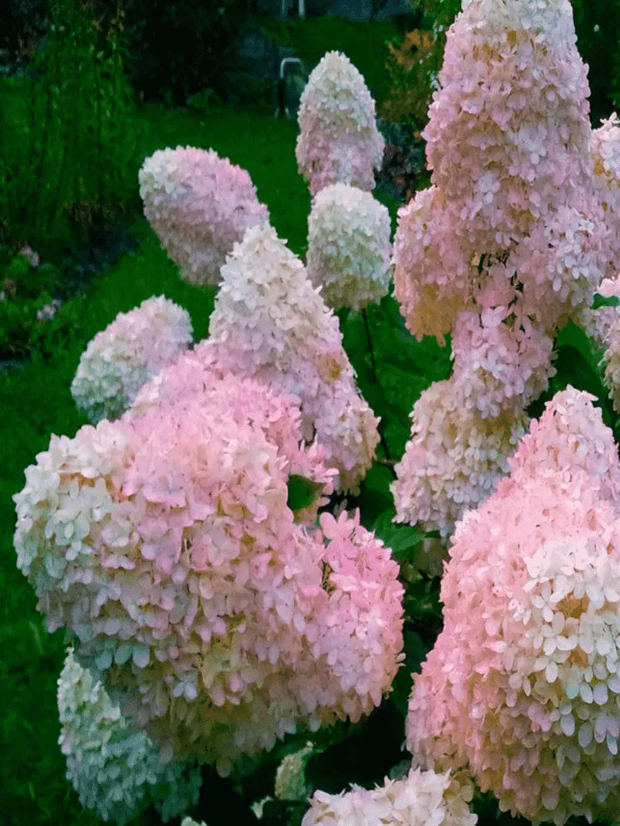 Гортензия метельчатая Phantom ТОЛЬКО САМОВЫВОЗ Гортензия метельчатая Phantom ТОЛЬКО САМОВЫВОЗ