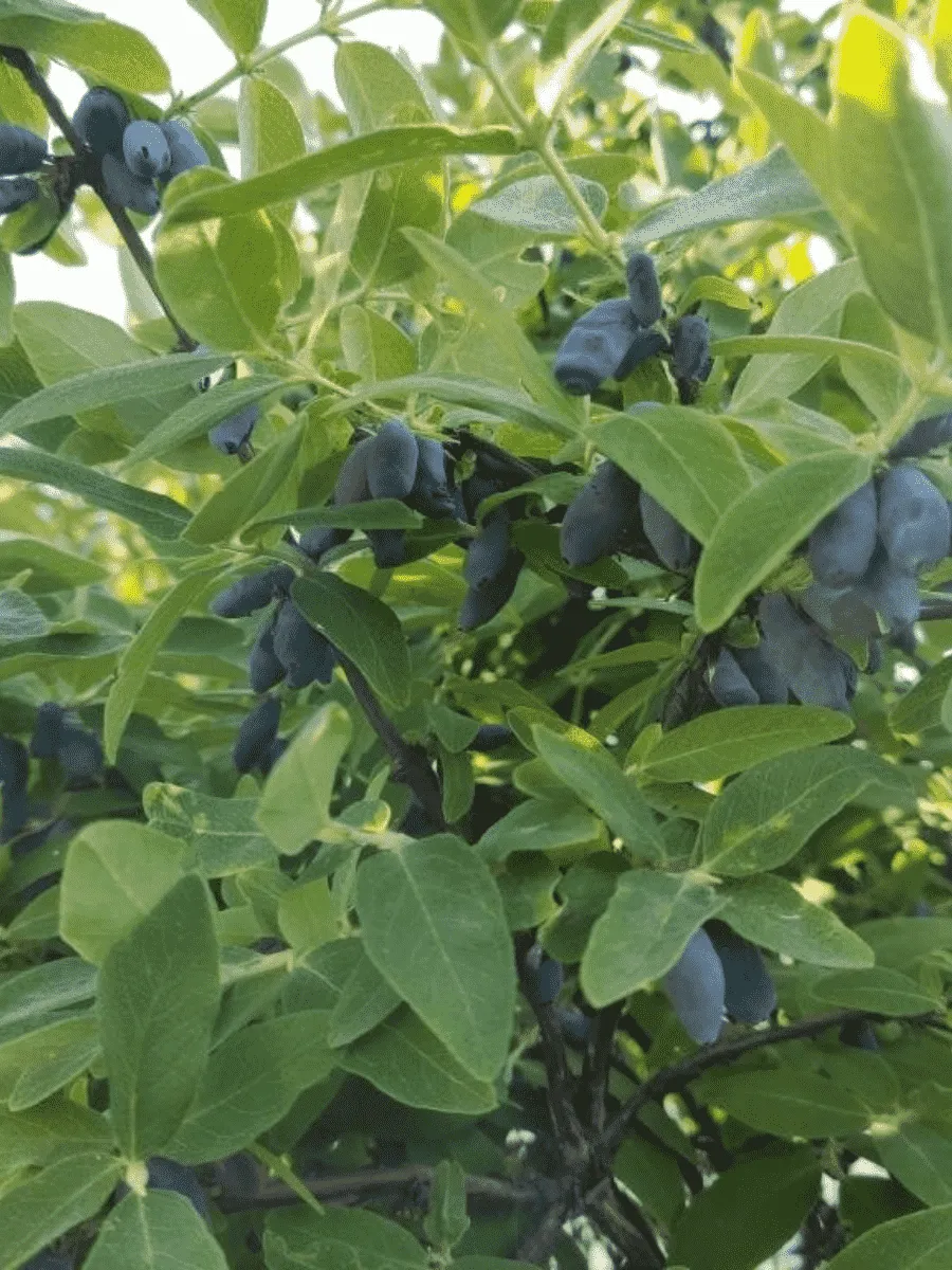 Жимолость плодовая Темная ночь Жимолость плодовая Темная ночь