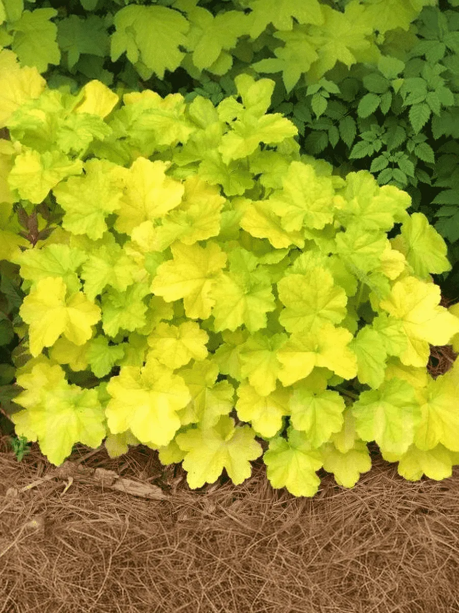 Гейхера  Lemon Dinosaur