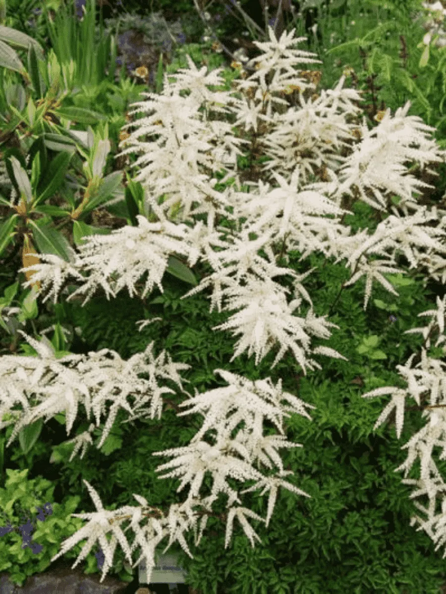 Волжанка двудомная Kneiffii Волжанка двудомная Kneiffii