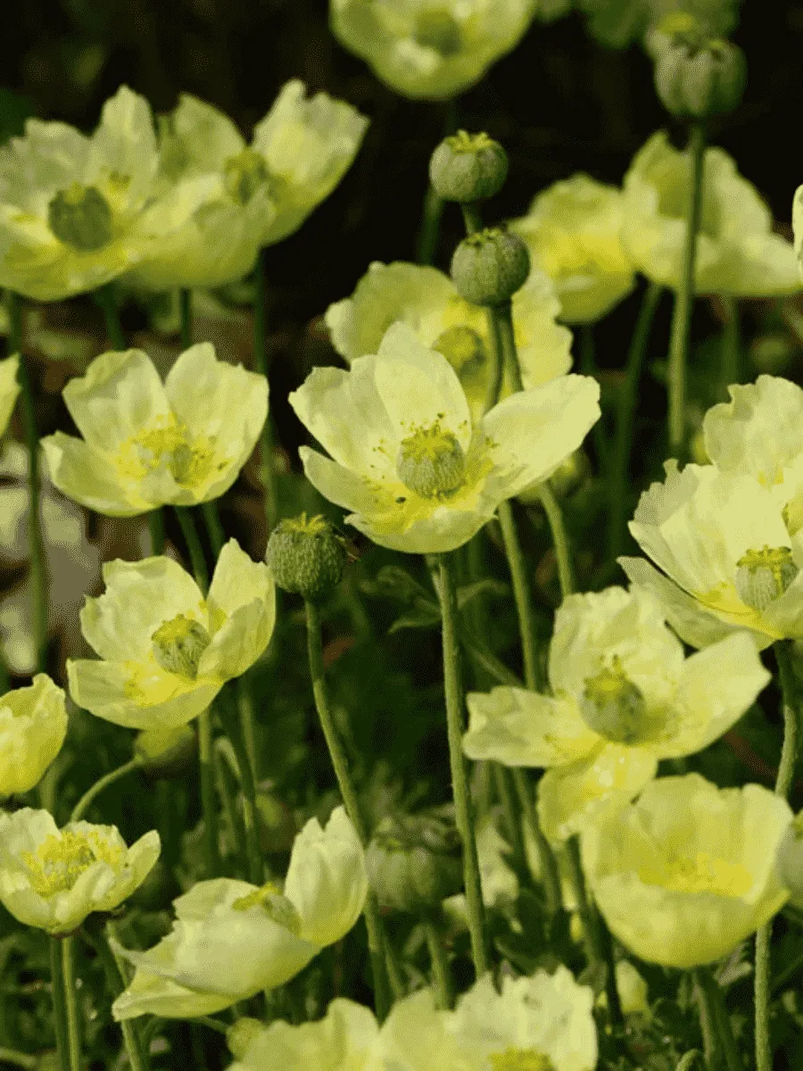 Мак мелкоплодный Pacino