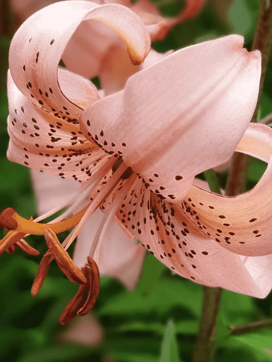 Лилия Pink Giant