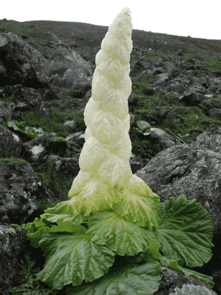 Ревень Александра Ревень Александра