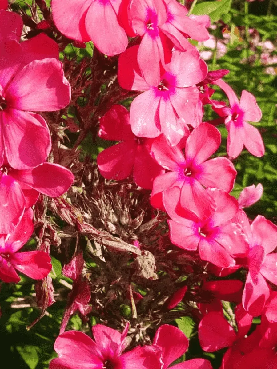 Флокс метельчатый Факел