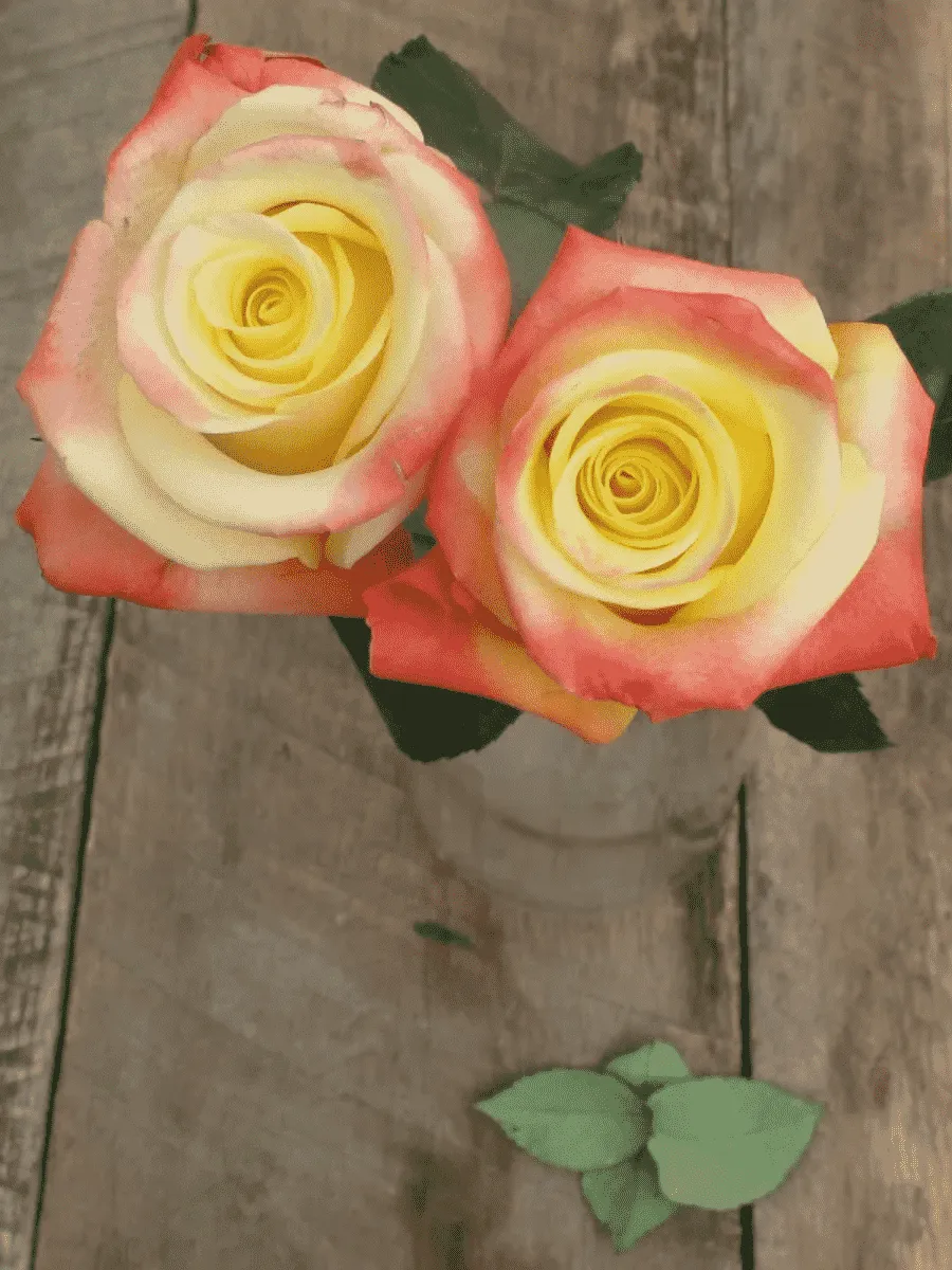 Роза чайно-гибридная Florida