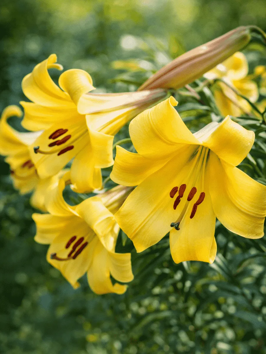 Лилия Golden Splendour