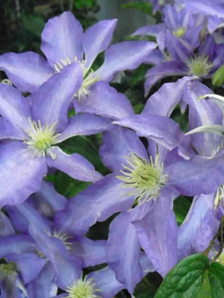 Клематис гибридный Anna German Клематис гибридный Anna German